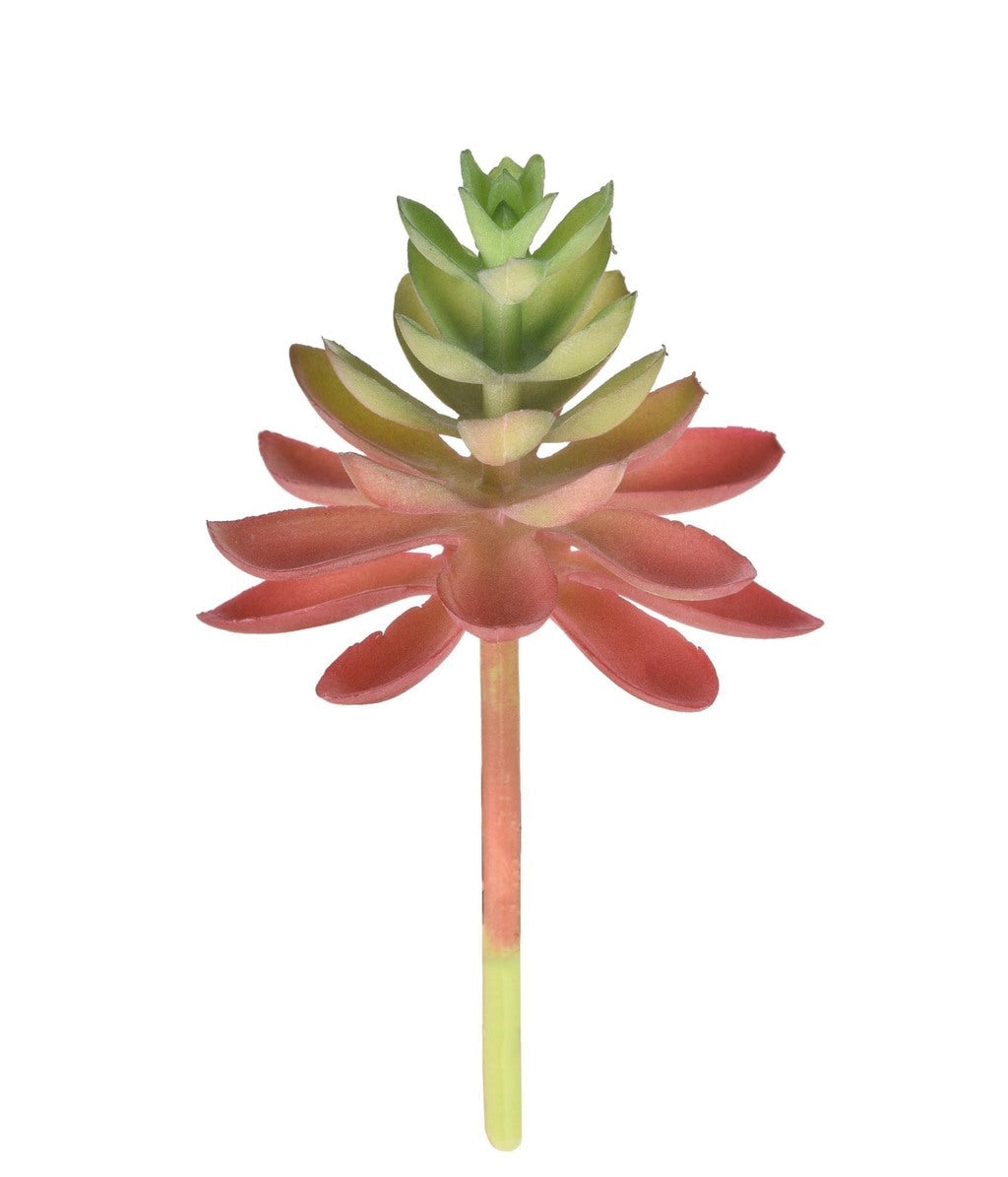 SUCULENTA SEDUM VERDE OUTONO