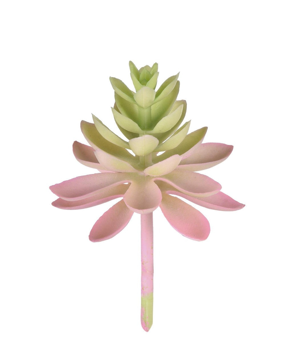 SUCULENTA SEDUM ROSA