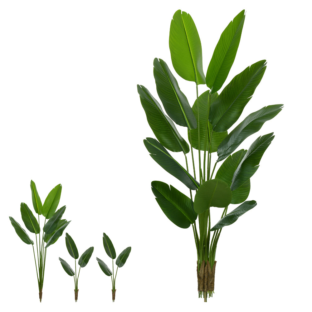 BANANEIRA DE JARDIM REAL (VERDE) 1,8M