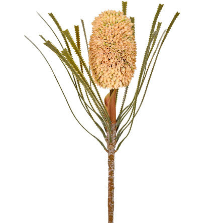 HASTE PROTEA BEGE