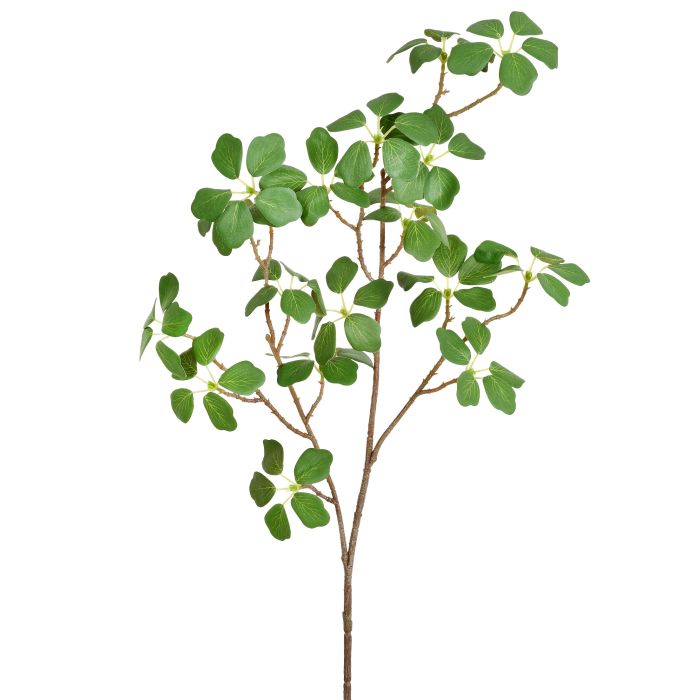 GALHO DE FOLHAS SILVESTRES VERDE