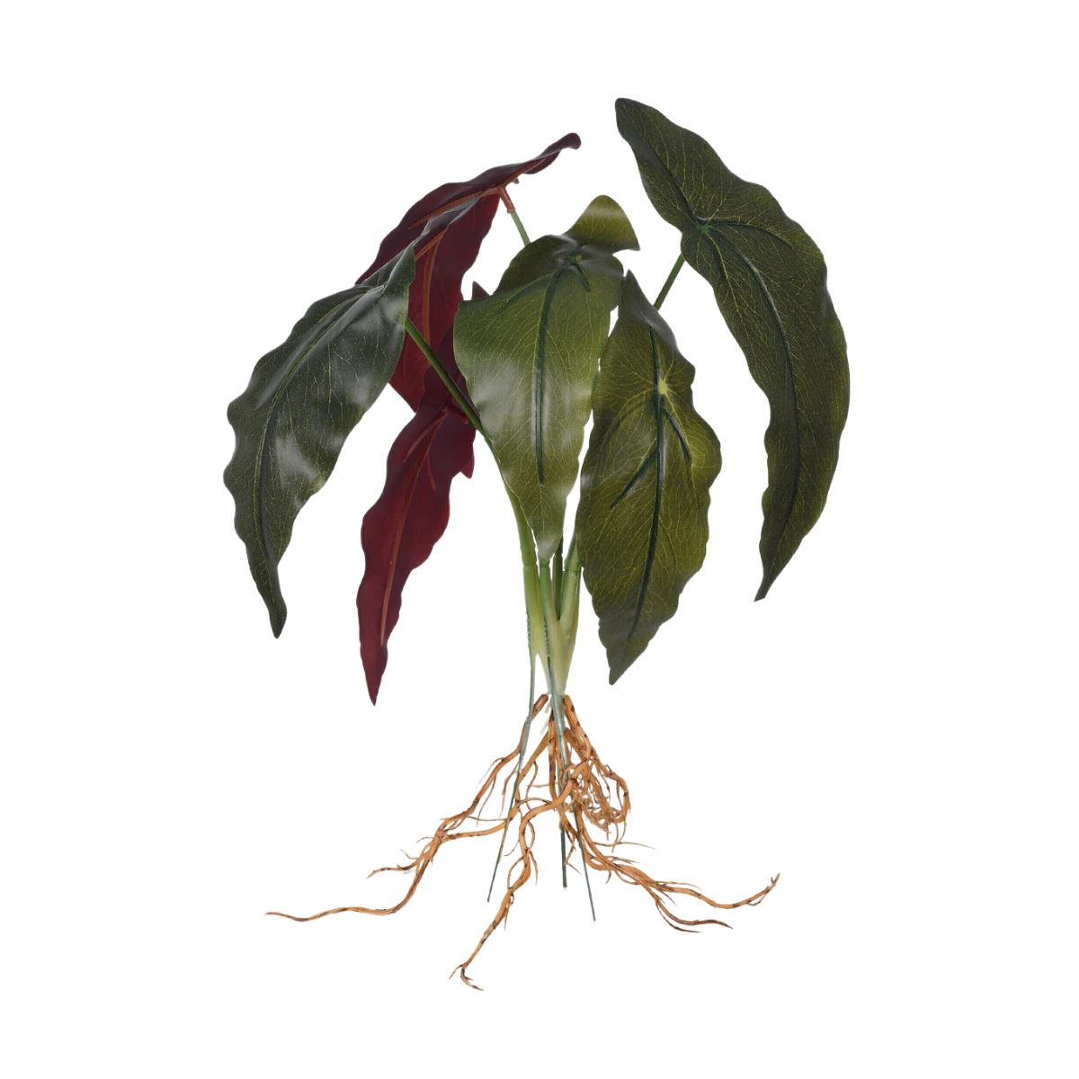 CALATHEA REAL TOQUE (CREME VERDE) 56cm