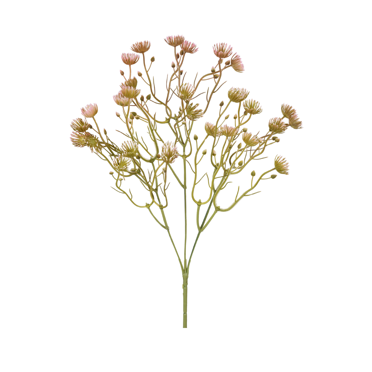 HASTE CIRSIUM ROSA