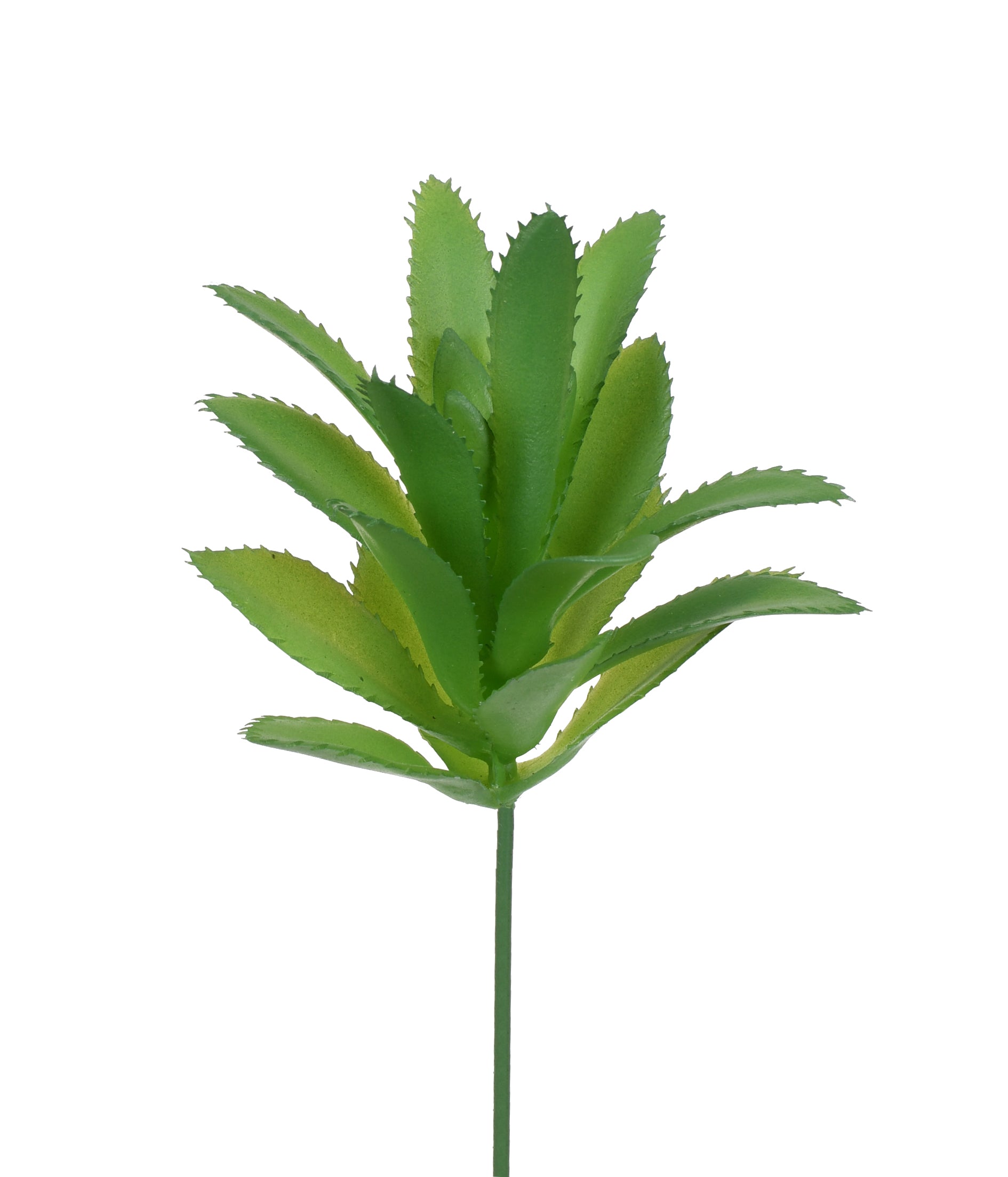 SUCULENTA ZEBRA VERDE