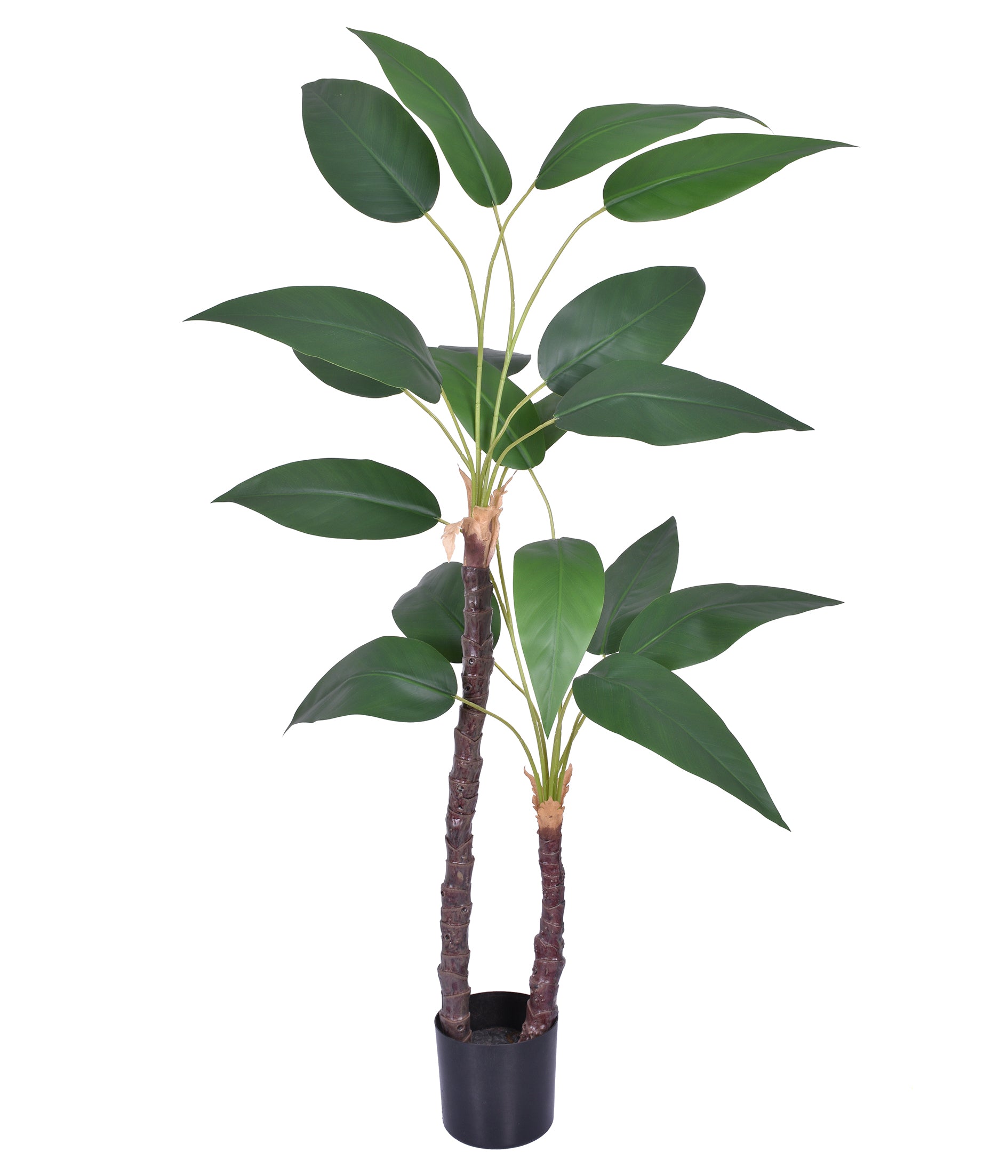 PLANTA STRELITZIA REAL TOQUE VERDE 1,25CM
