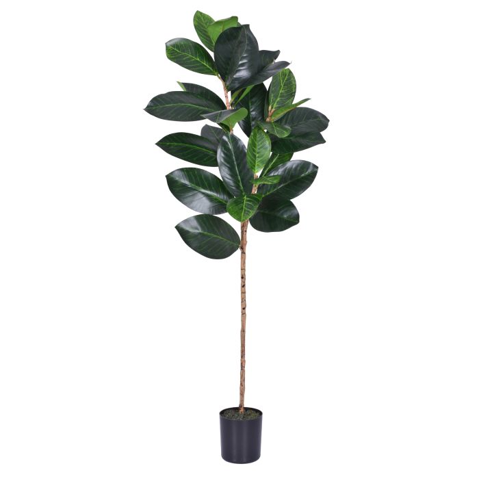 MAGNOLIA VERDE