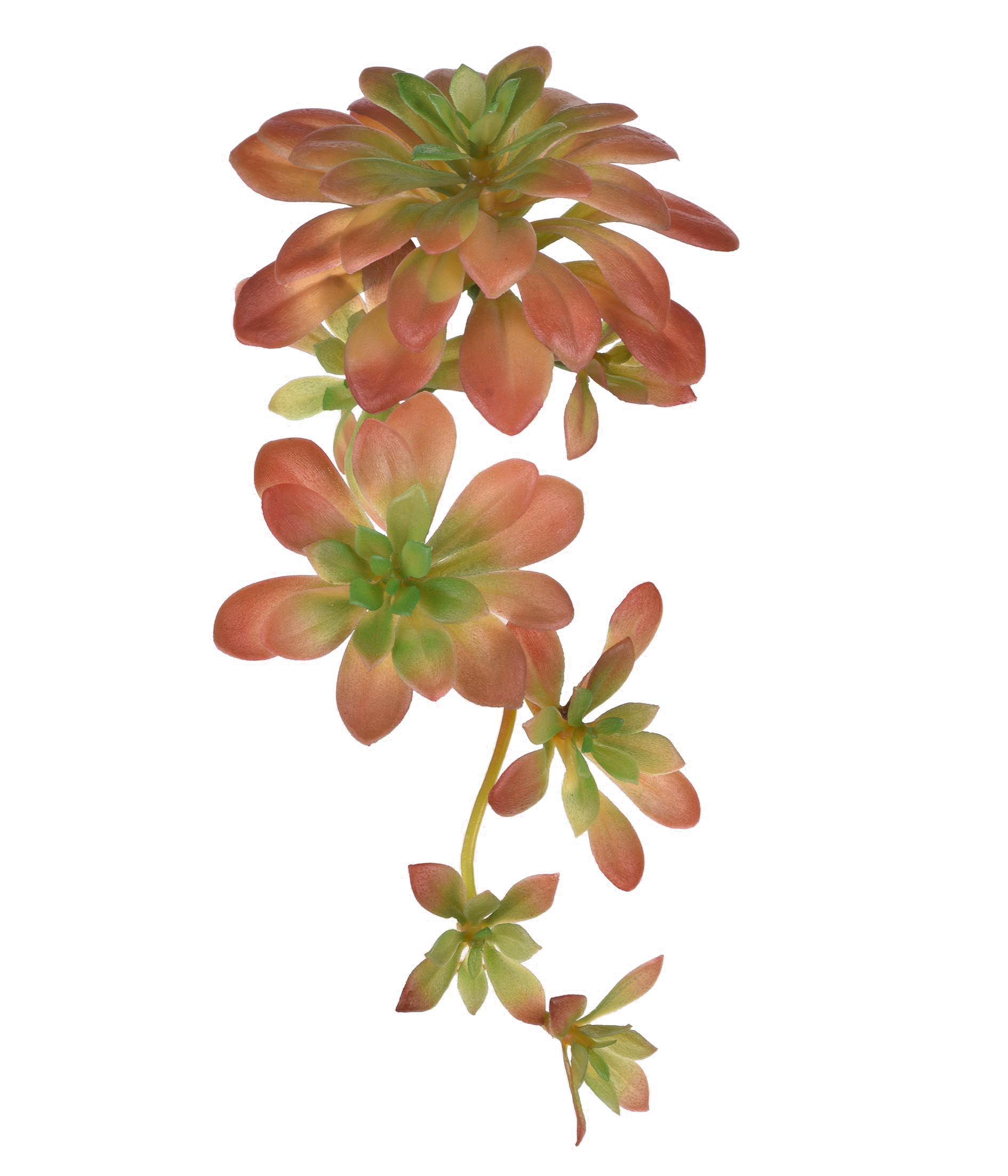 SUCULENTA ECHEVERIA VERDE OUTONO
