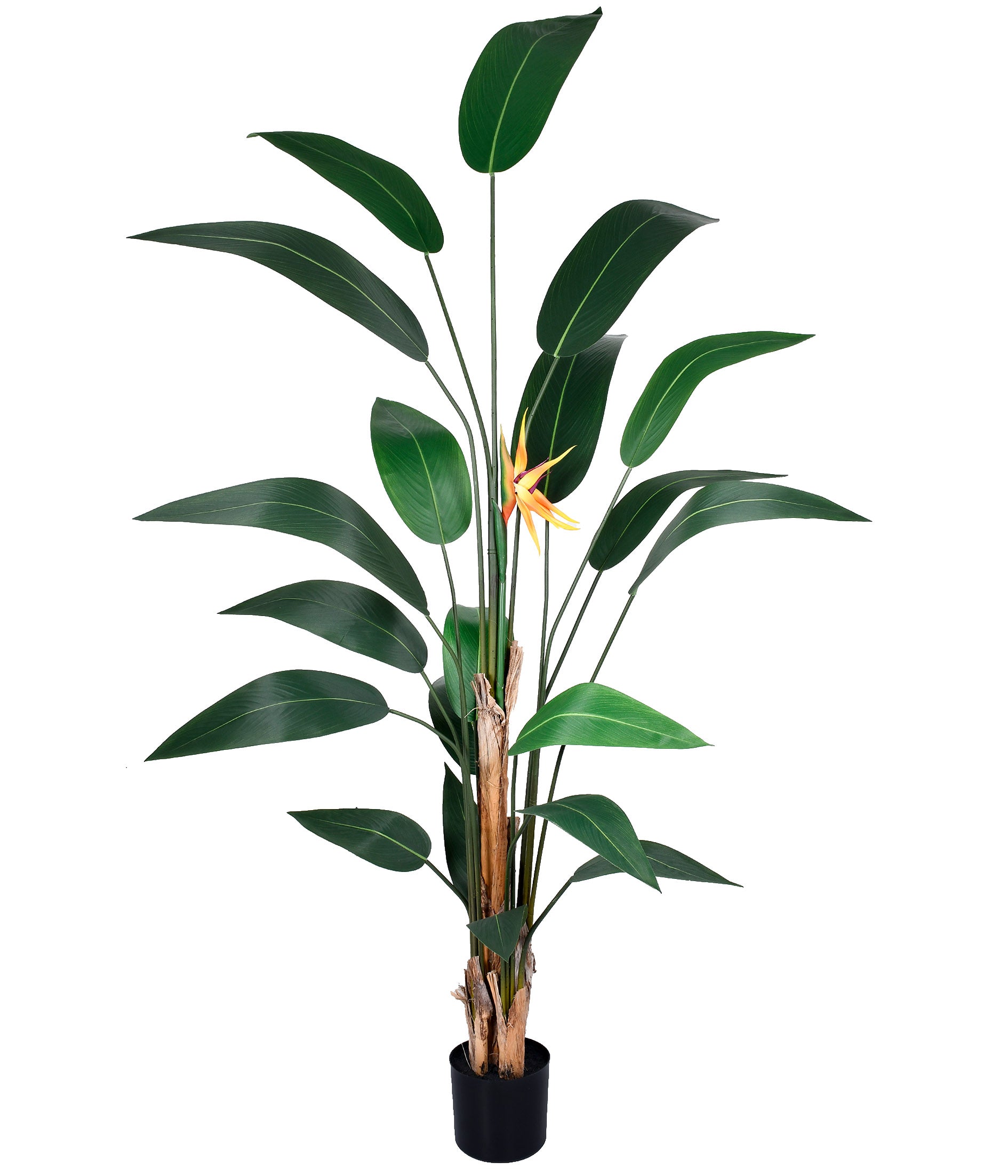 STRELITZIA 20 HASTES NO POTE VERDE 1,97CM