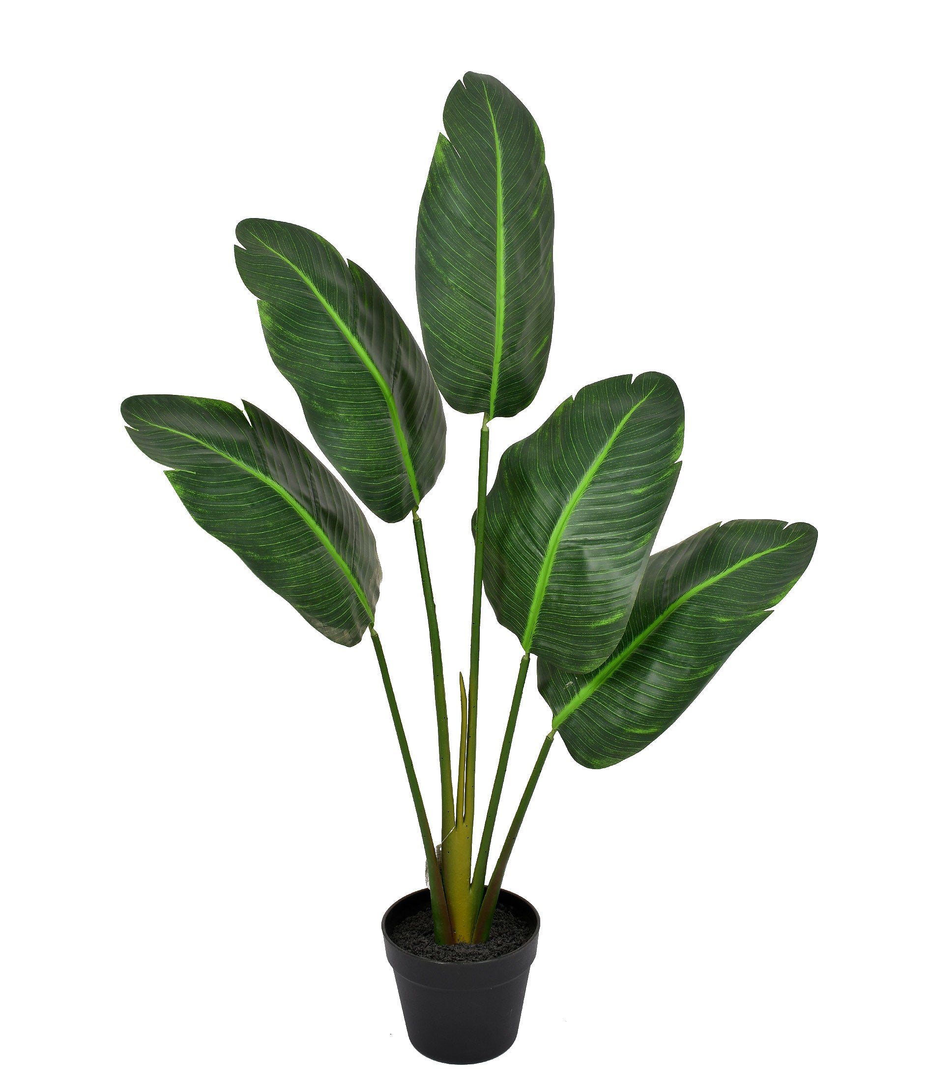 PLANTA STRELITZIA COM POTE 5 HASTES 75CM