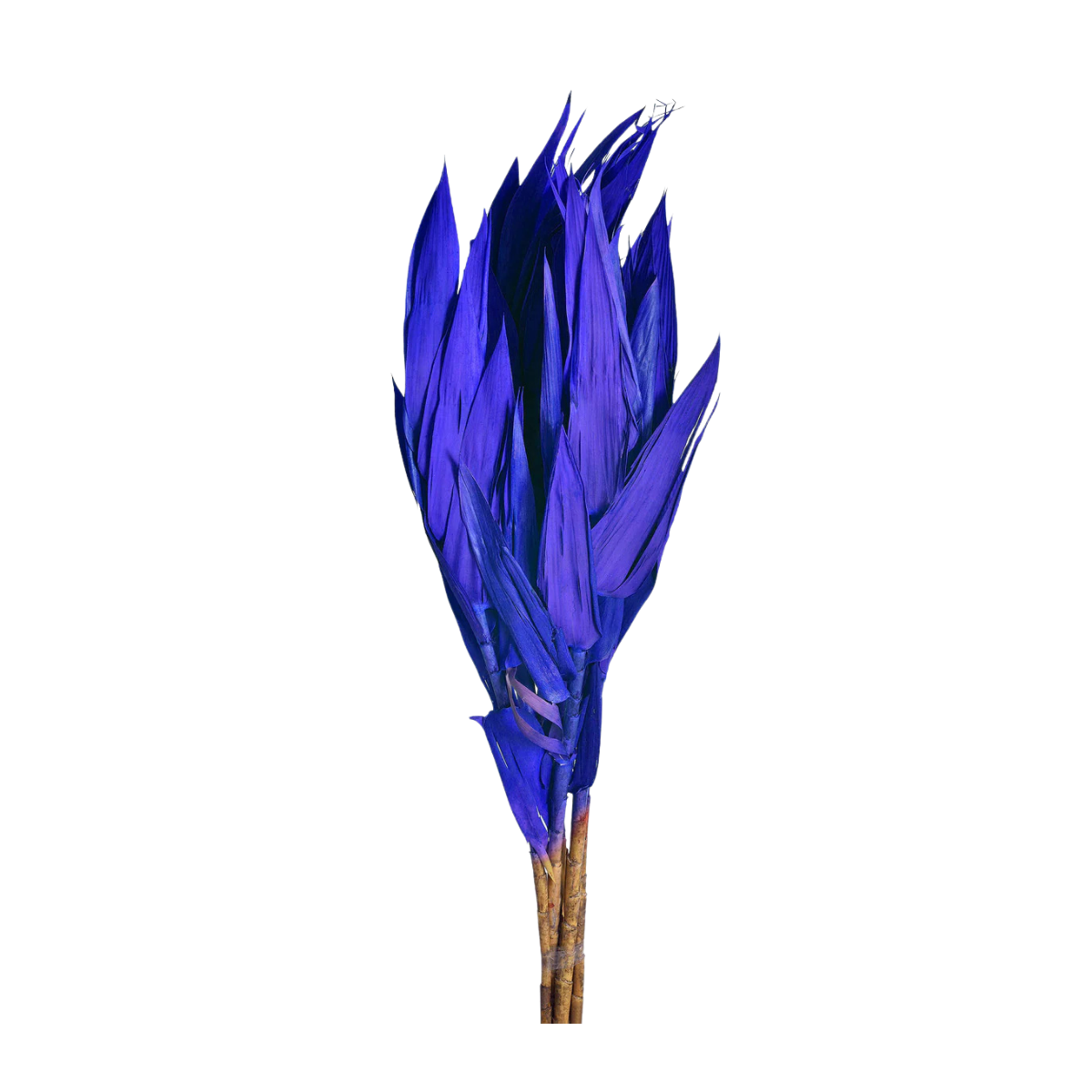 CAPIM ANDREQUICE AZUL