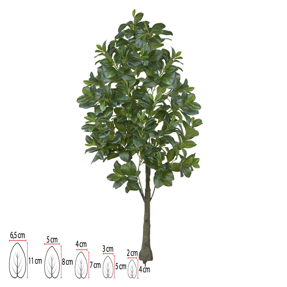 CLUSIA REAL TOQUE (VERDE) 1,5M