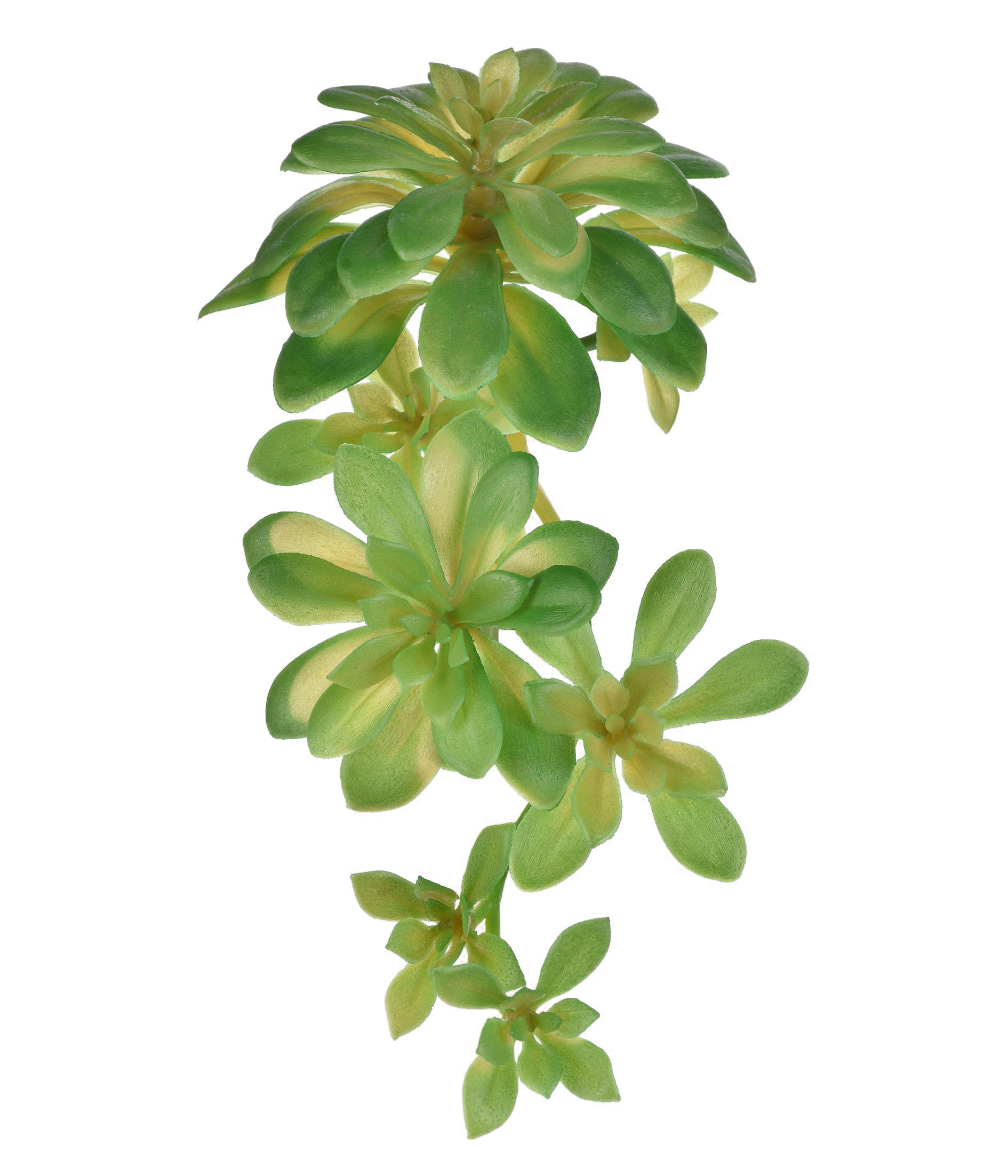 SUCULENTA ECHEVERIA VERDE