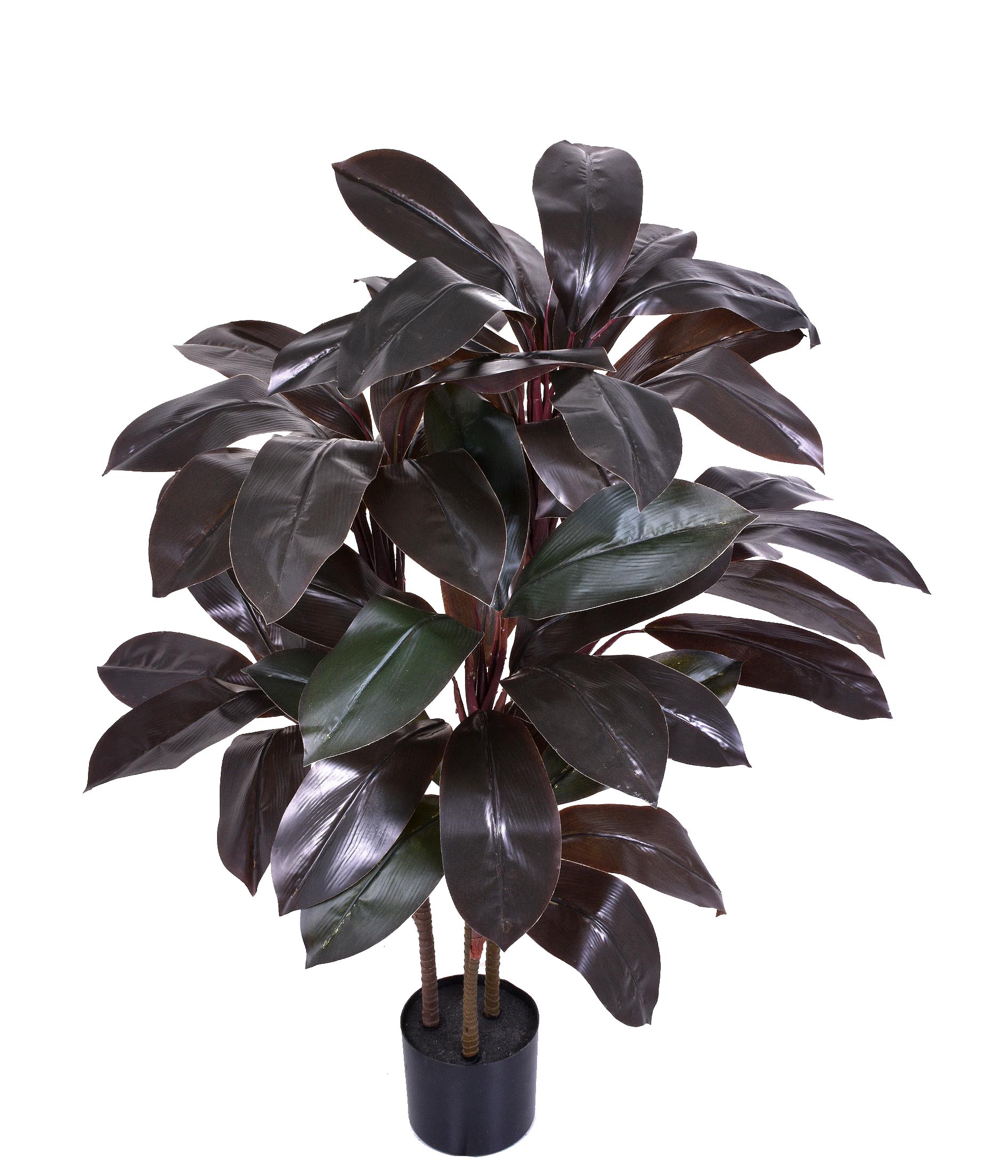 CORDILINE VERDE