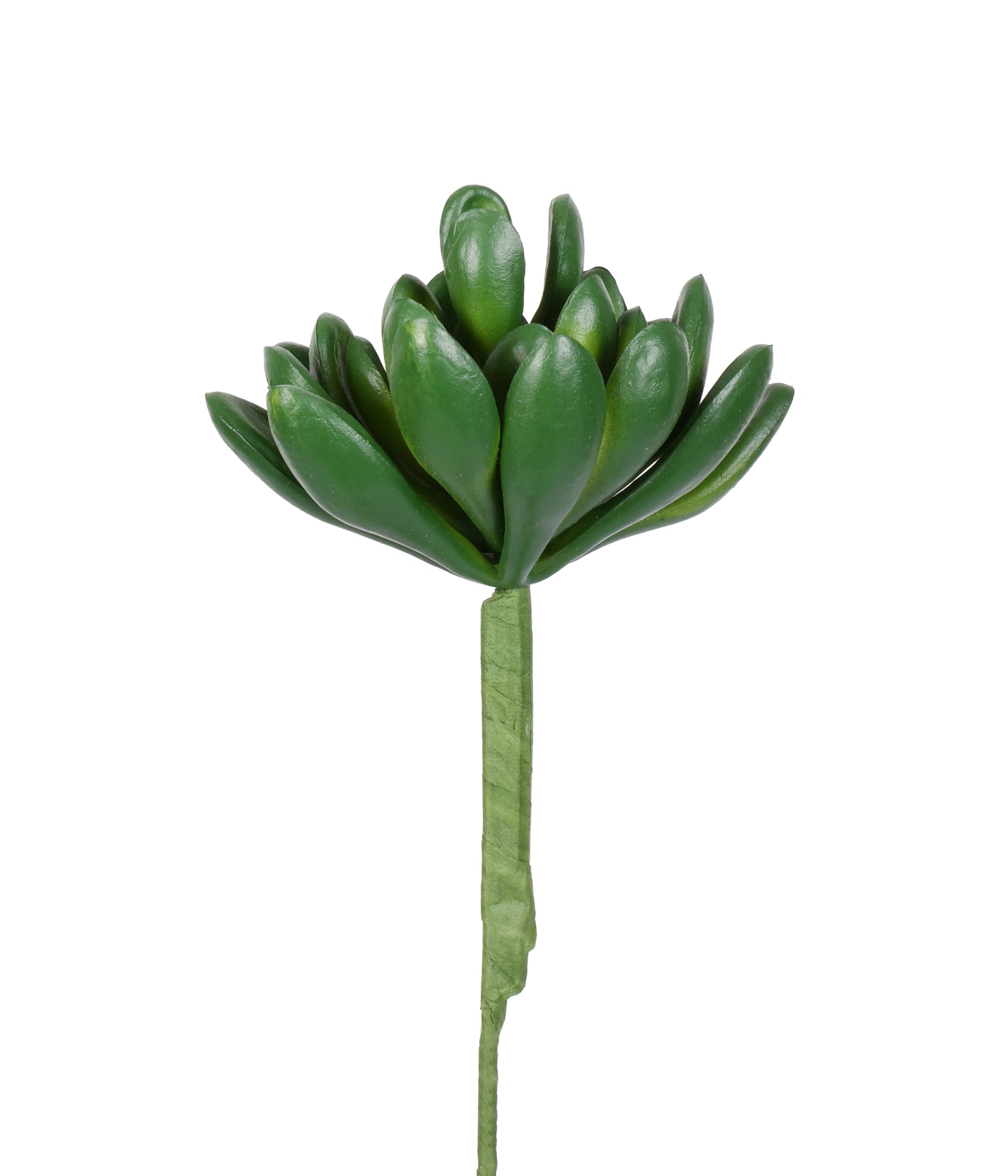 SUCULENTA SEDUM VERDE