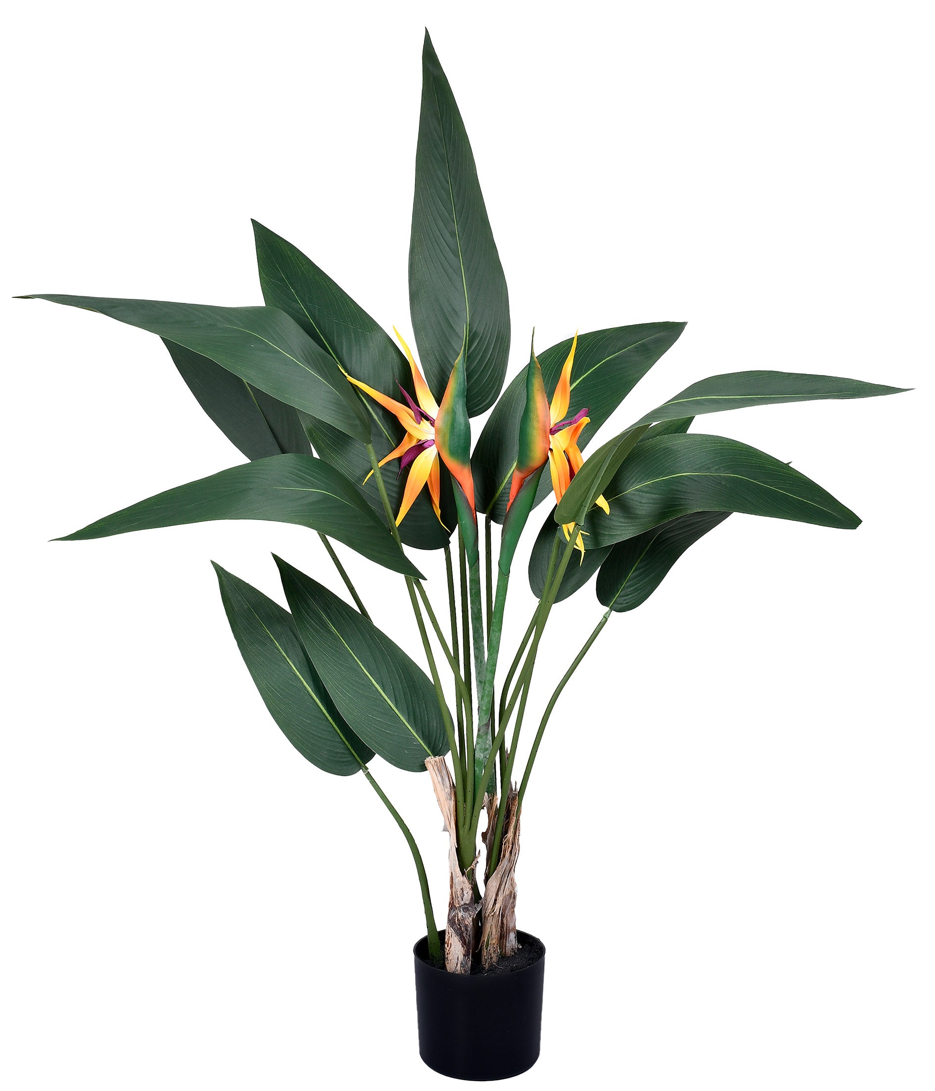 STRELITZIA 4 HASTES NO POTE VERDE 1,15CM