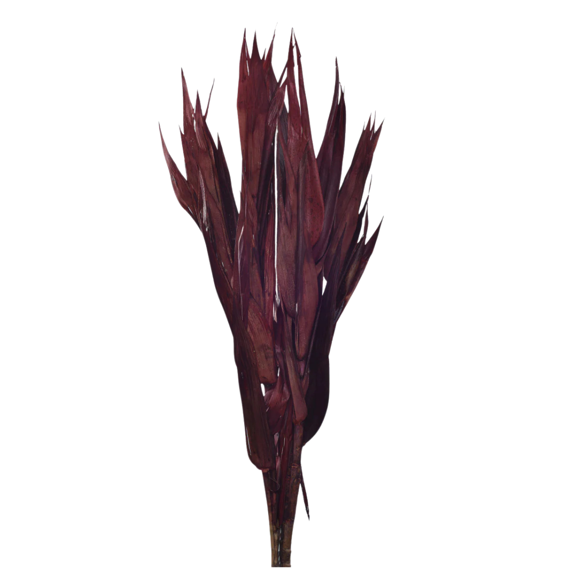 CAPIM ANDREQUICE ROXO