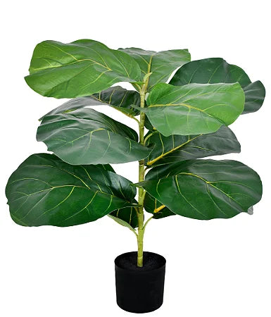 FICUS LIRATA NO POTE VERDE
