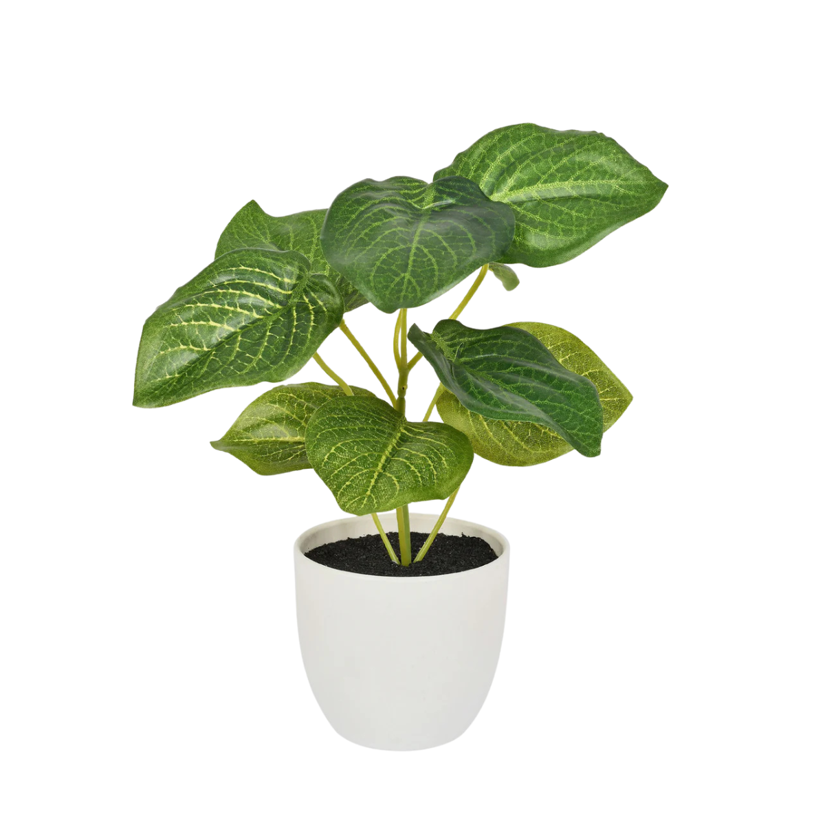 PLANTA REAL TOQUE