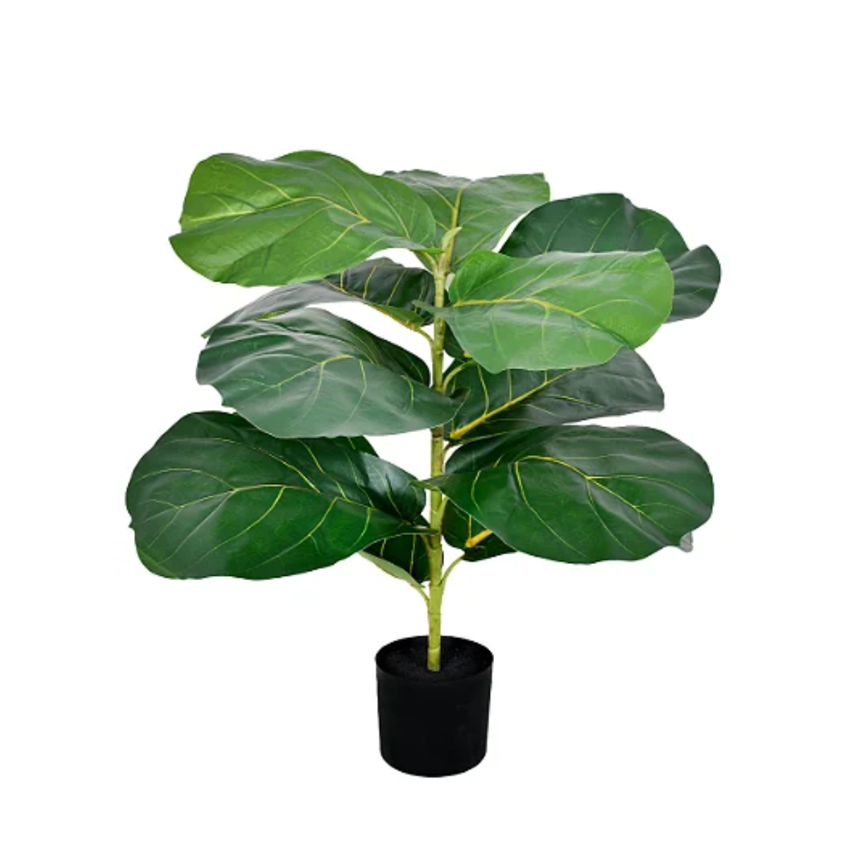 FICUS LIRATA NO POTE VERDE